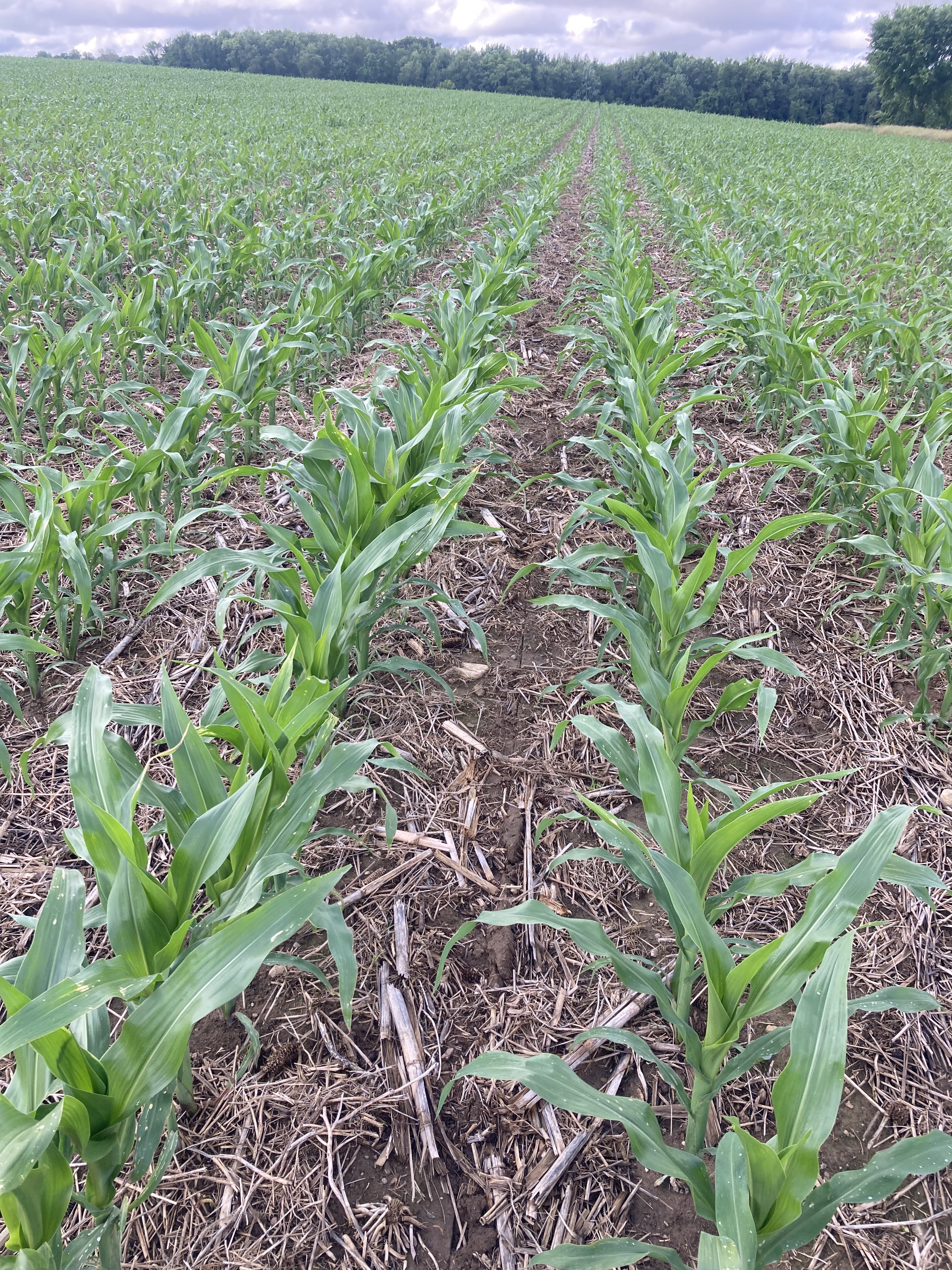 26 side dressed corn-6-26.jpeg